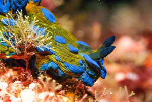 Sandspit: 2-Day Liveaboard Boat Trip to Great Barrier Island