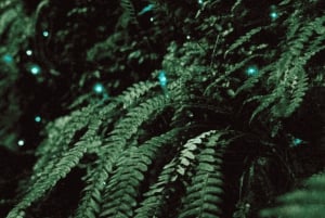 See Auckland's Secret Glow Worms