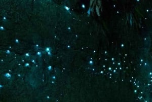 See Auckland's Secret Glow Worms