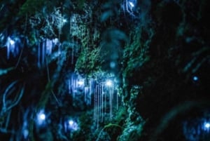 See Auckland's Secret Glow Worms