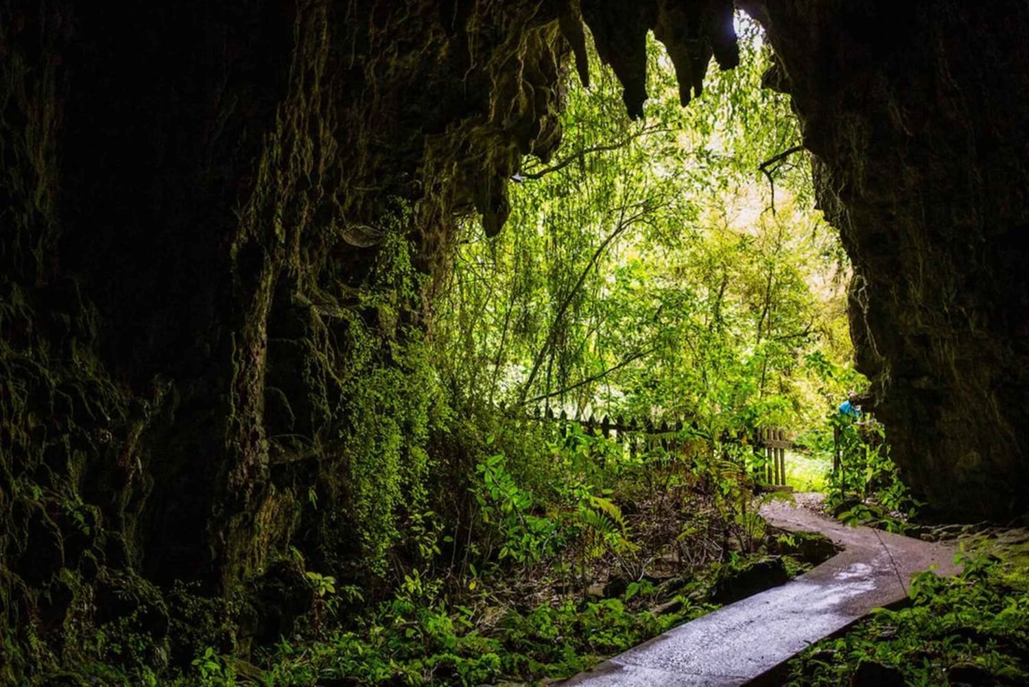 Small-Group Waitomo Glowworm Caves Day Tour from Auckland