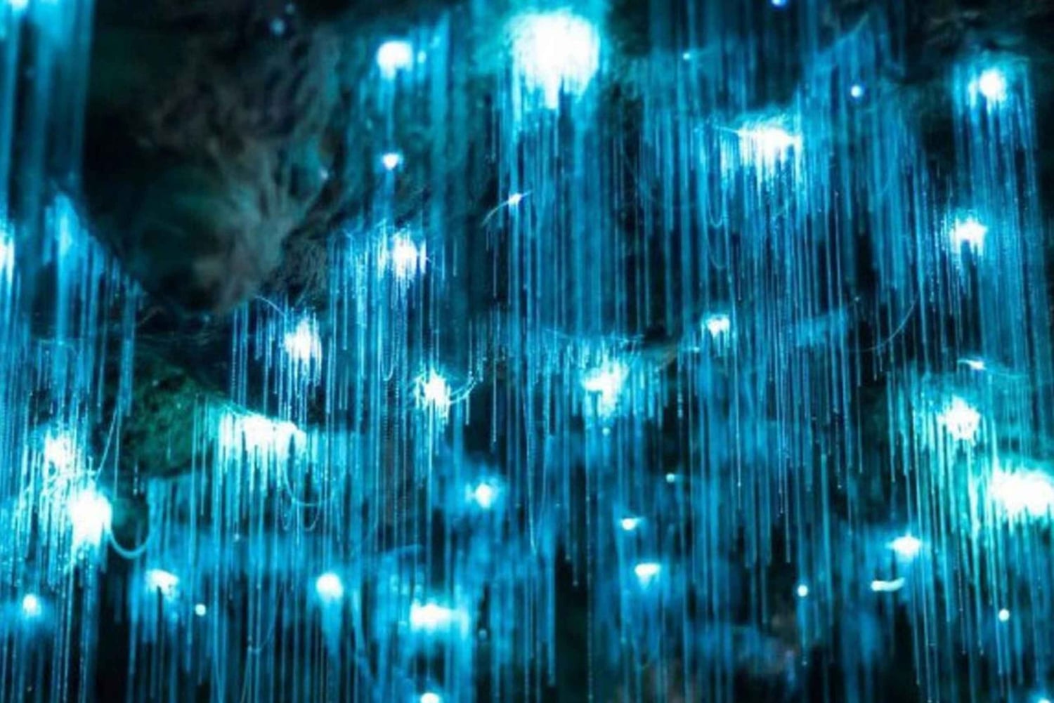 Small-Group Waitomo Glowworm Caves Day Tour from Auckland