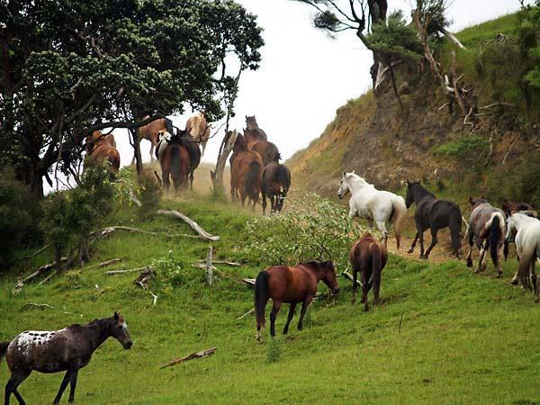 Tasman Horse Treks