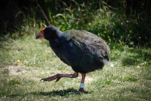 Tiritiri Matangi Island Day Trip from Auckland