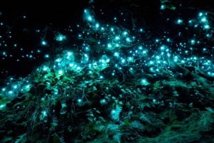 TrioDEAL MilkyWay GLOWWORM-grot, Kiwi-vogel en Whangarei-watervallen