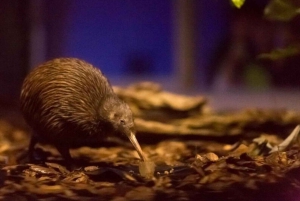 TrioDEAL MilkyWay GLOWWORM-grot, Kiwi-vogel en Whangarei-watervallen