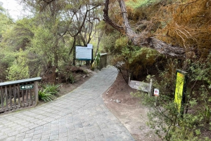 Ex Auckland: TRIPLE DEAL Wai-O-Tapu, Redwood & Blue Springs