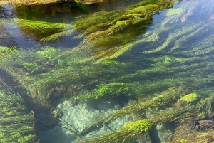 Ex Auckland: TRIPLE DEAL Wai-O-Tapu, Redwood & Blue Springs
