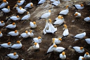 Ultimate Auckland Experience Full Day Tour with Lunch