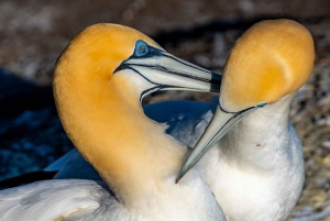 Ultimate Auckland Experience Full Day Tour with Lunch