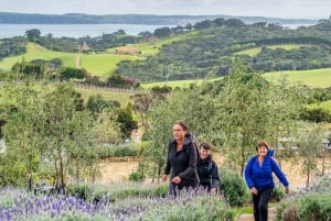 Waiheke Island: Ganztagestour durch Geschichte und Kulturerbe