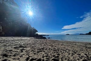 Waiheke Island: Guided Luxury Wine Tour with Tastings