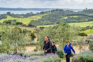Waiheke Island: Premium Vineyard, Wine Tasting and Bush Walk