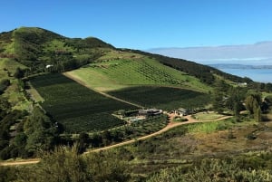 Waiheke Island: Premium Vineyard, Wine Tasting and Bush Walk