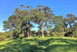 Waiheke Island: Premium Vineyard, Wine Tasting and Bush Walk