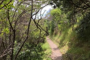 Waiheke Island: Premium Vineyard, Wine Tasting and Bush Walk