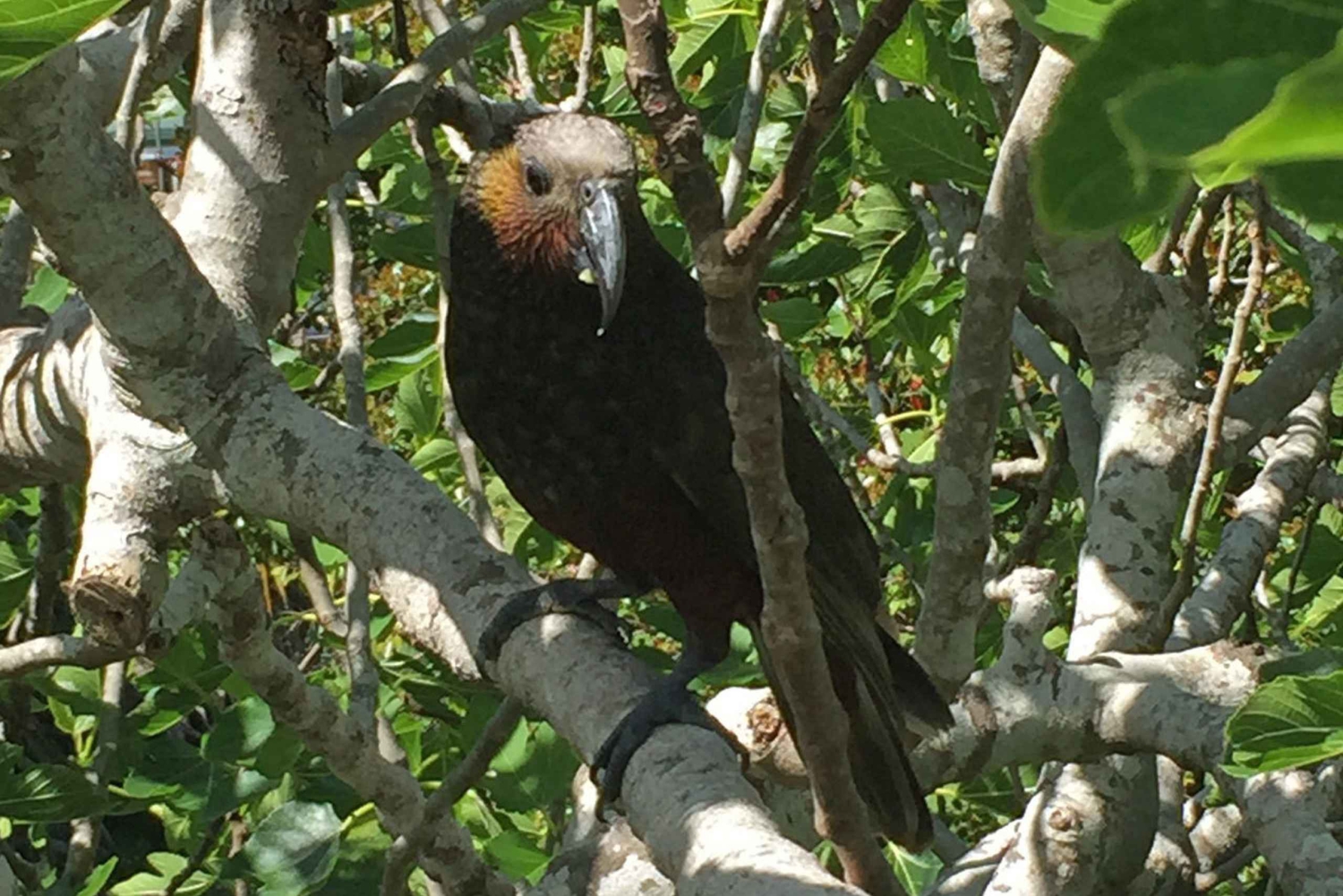 Waiheke Island: Private geführte Te Ara Hura 5-Tages-Wanderung