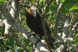 Waiheke Island: Private geführte Te Ara Hura 5-Tages-Wanderung