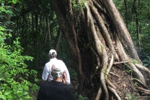 Waiheke Island: Private geführte Te Ara Hura 5-Tages-Wanderung