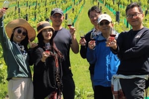 Waiheke Island Scenic Wine Tour