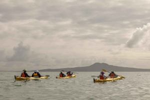 Auckland: Waiheke Island Sea Kayak Tour