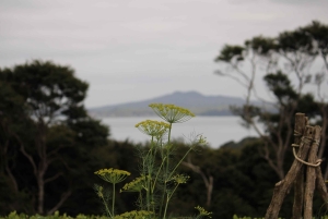 Waiheke Island: solnedgangstur med vinsmaking og middag