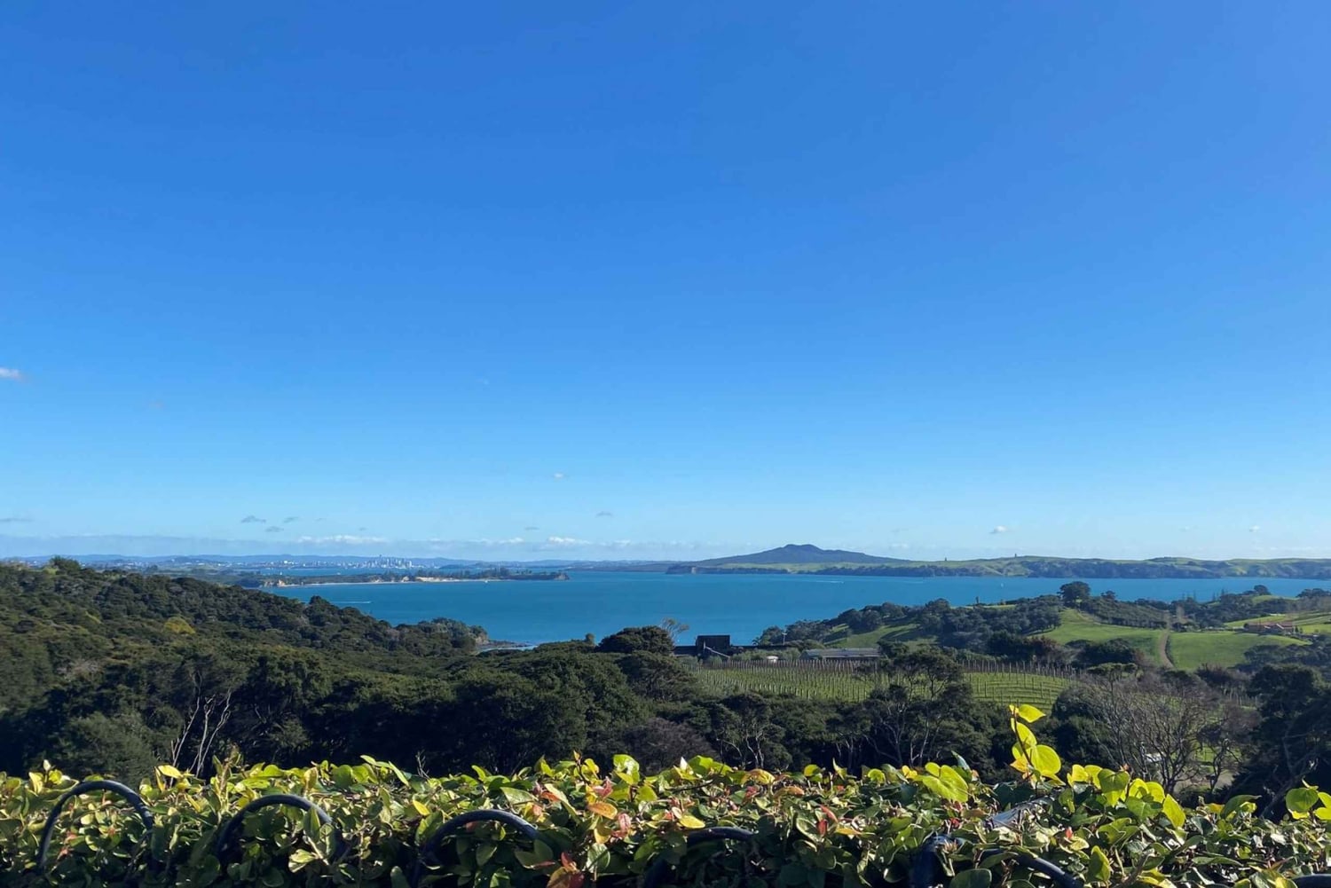 Waiheken saari: Waiheke Wine Tour
