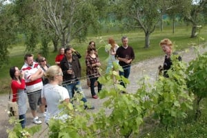 Waiheken saari: Waiheke Wine Tour