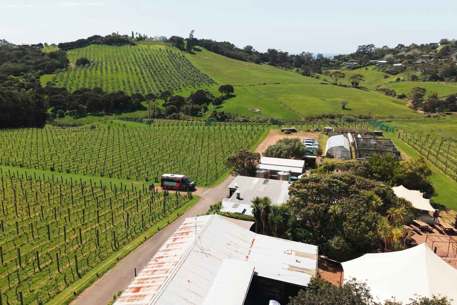 Waiheke Island: Wine, Gin, and Olive Oil Tour with Lunch