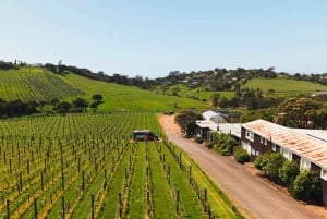 Waiheke Island: Wine, Gin, and Olive Oil Tour with Lunch