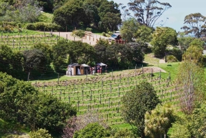 Waiheke Island: Wine, Gin, and Olive Oil Tour with Lunch