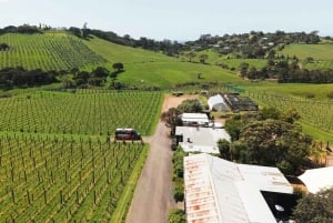 Waiheke Island: Wine, Gin, and Olive Oil Tour with Lunch