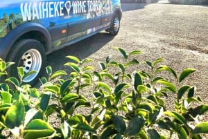 Waiheke Island: Vinrundtur och lunch på prisbelönta ställen