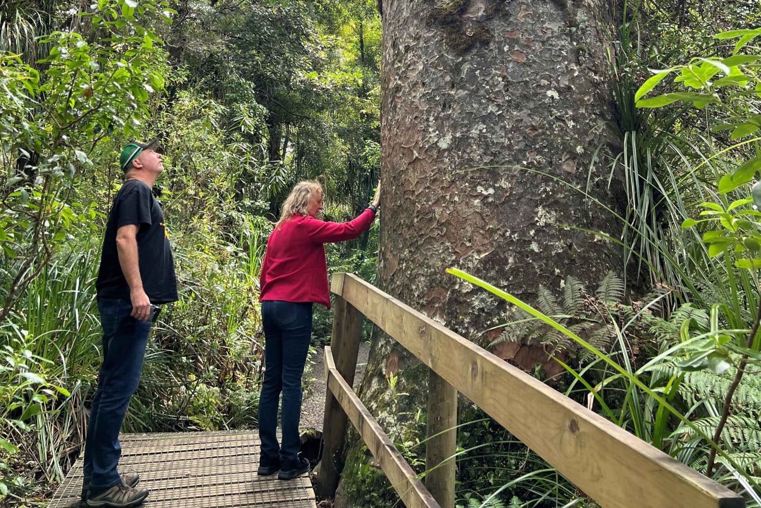 Waipoua KAURI Forest, Tane Mahuta & Museum Tour Ex Auckland