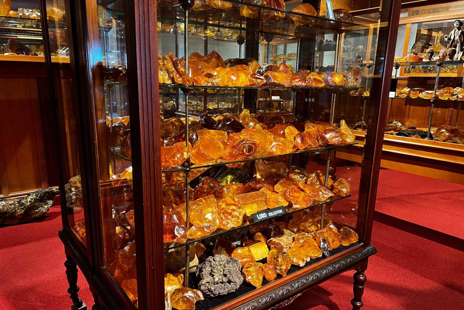 Waipoua KAURI Forest, Tane Mahuta & Museum Tour Ex Auckland