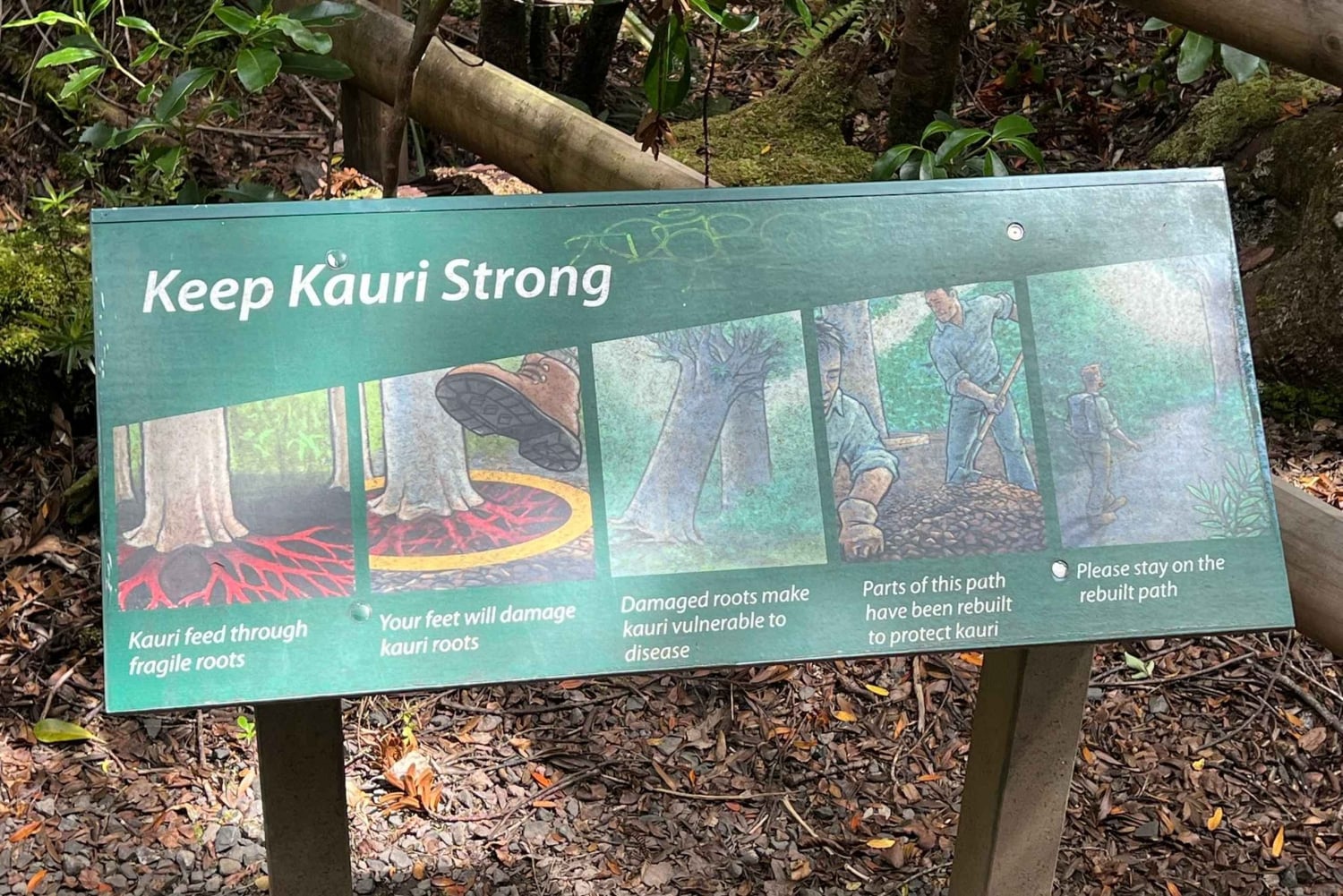 Waipoua KAURI Forest, Tane Mahuta & Museum Tour Ex Auckland