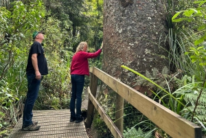 Waipoua KAURI Wald, Tane Mahuta & Museum Tour ab Auckland