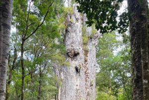 Waipoua KAURI Wald, Tane Mahuta & Museum Tour ab Auckland