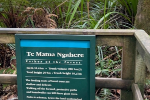 Waipoua KAURI Wald, Tane Mahuta & Museum Tour ab Auckland