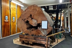 Waipoua KAURI Wald, Tane Mahuta & Museum Tour ab Auckland