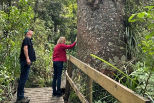 Waipoua KAURI Forest, Tane Mahuta & Museum Tour Ex Auckland