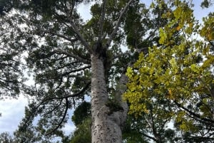 Waipoua KAURI Forest, Tane Mahuta & Museum Tour Ex Auckland