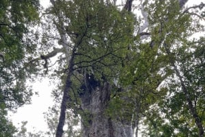 Waipoua KAURI Forest, Tane Mahuta & Museum Tour Ex Auckland