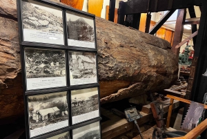 Waipoua KAURI Forest, Tane Mahuta & Museum Tour Ex Auckland