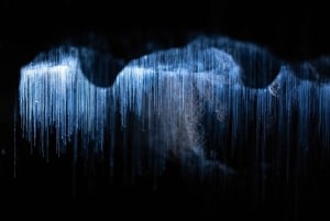 VER LUISANT DE WAITOMO ET GROTTES DE RUAKURI - VISITE PRIVÉE AU DÉPART D'AUCKLAND