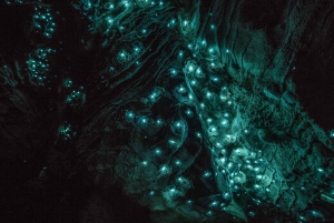 Cavernas de Waitomo RUAKURI e Jardins de Hamilton - Tour de um dia saindo de AKL