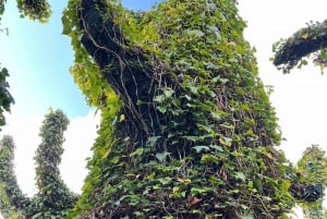 Cavernas de Waitomo RUAKURI e Jardins de Hamilton - Tour de um dia saindo de AKL
