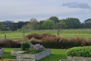 West Auckland: Sunset with Thermal pool & Wine Tasting