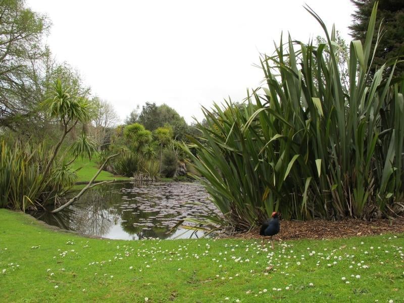 Western Springs Park in Auckland My Guide Auckland