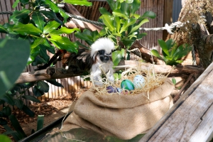 Easter Fun at Butterfly Creek - Find the Golden Egg